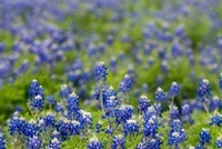 Texas Blue Bonnets